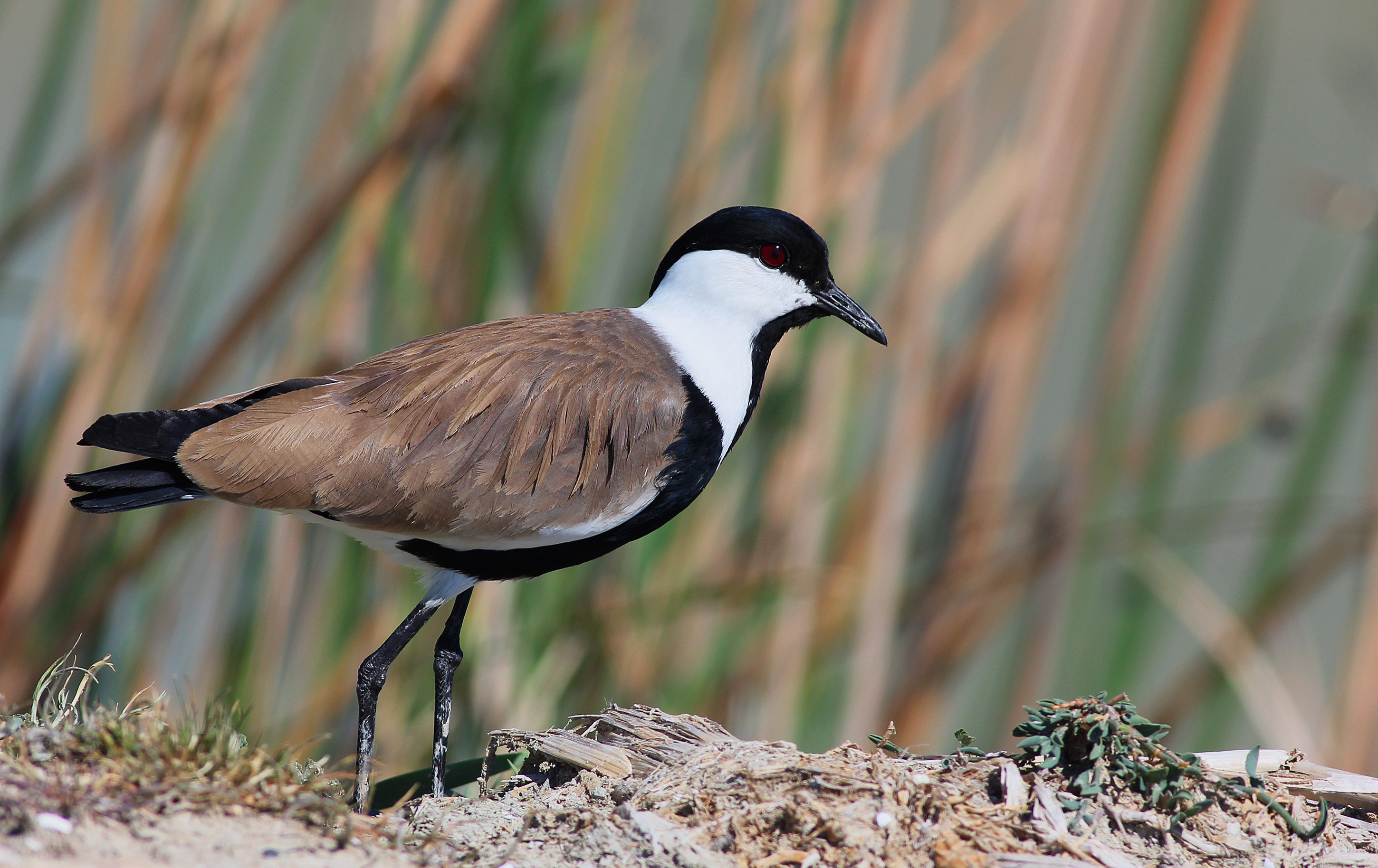 Spur-winged Lapwing